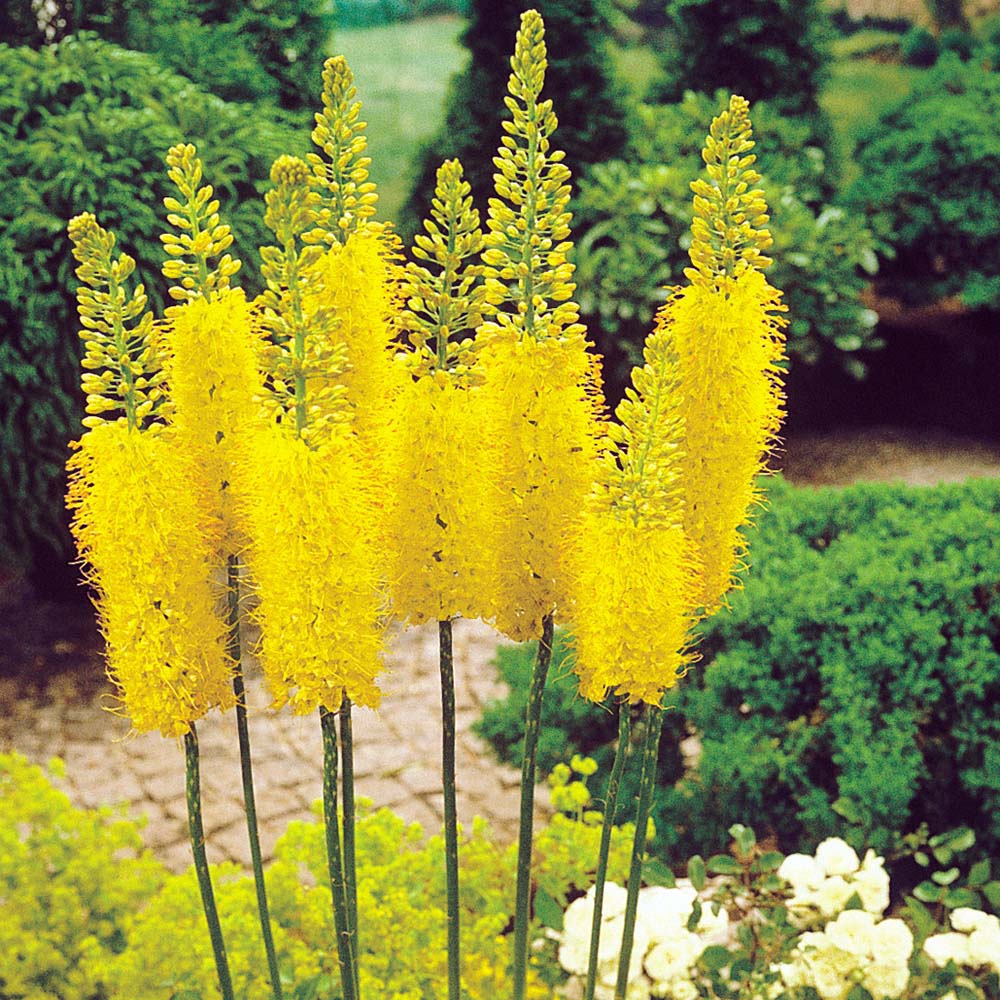 Eremurus Himalaicus